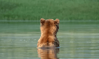 Grizzly Bear Viewing Tour